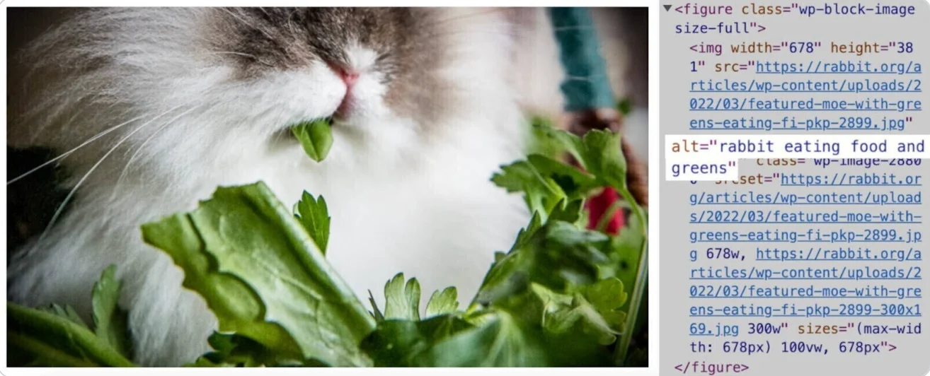 Billede ALT beskrivelse